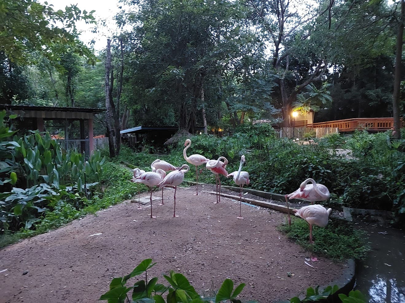 Chiang Mai Night Safari