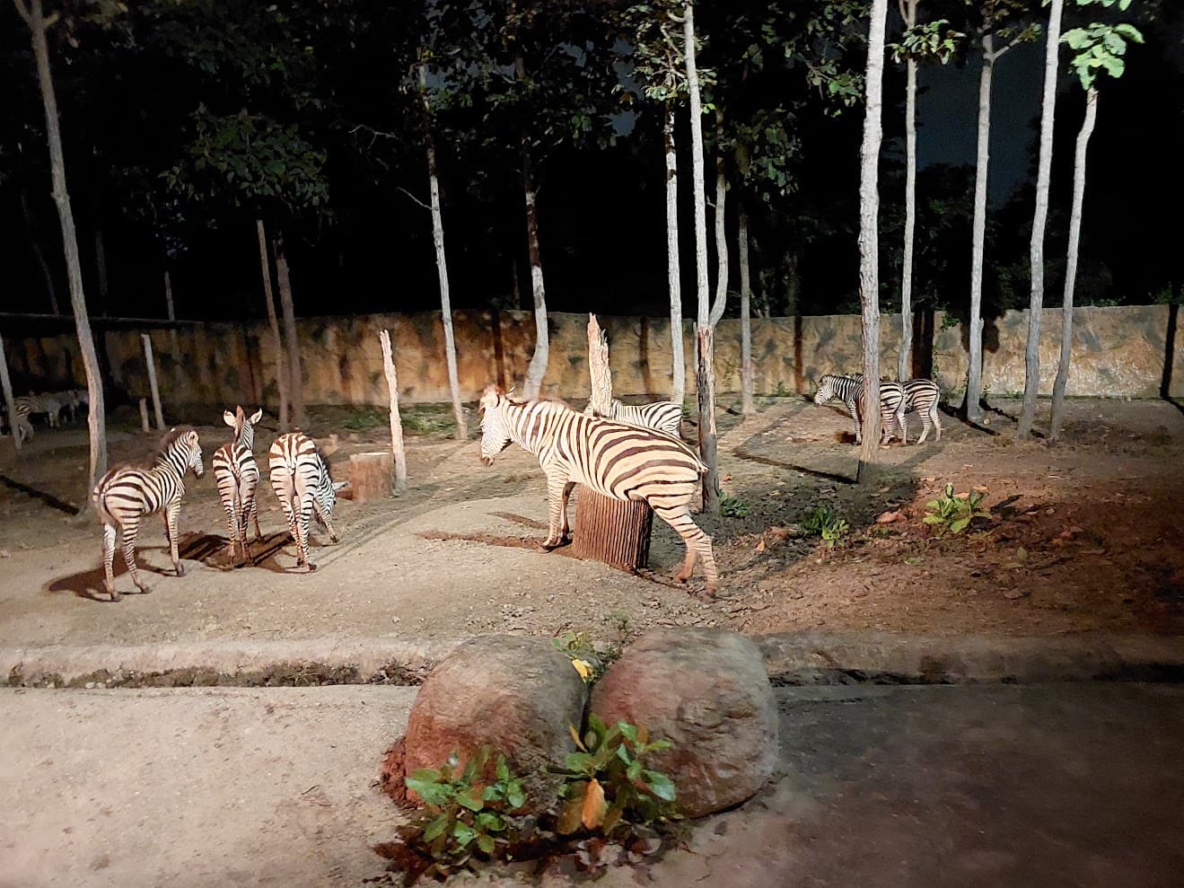 Chiang Mai Night Safari