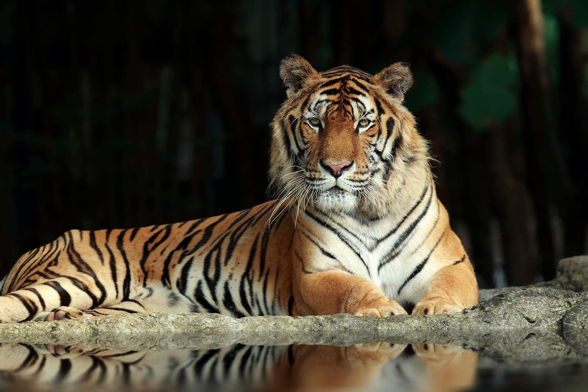 Chiang Mai Night Safari