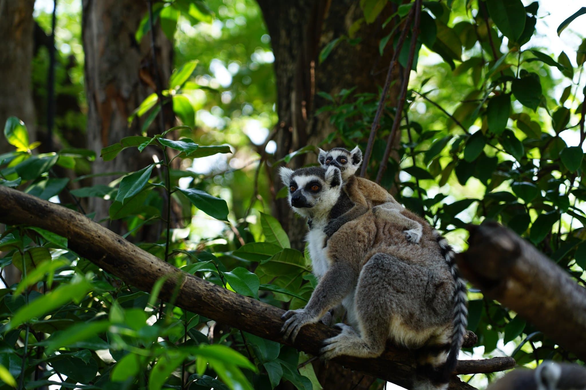 Chiang Mai Night Safari