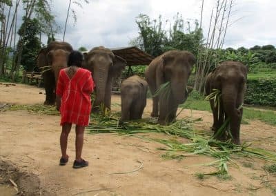 Elephat care