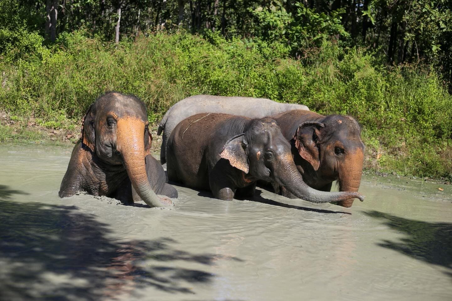 Maerim Elephant Sanctuary - Halfday visit