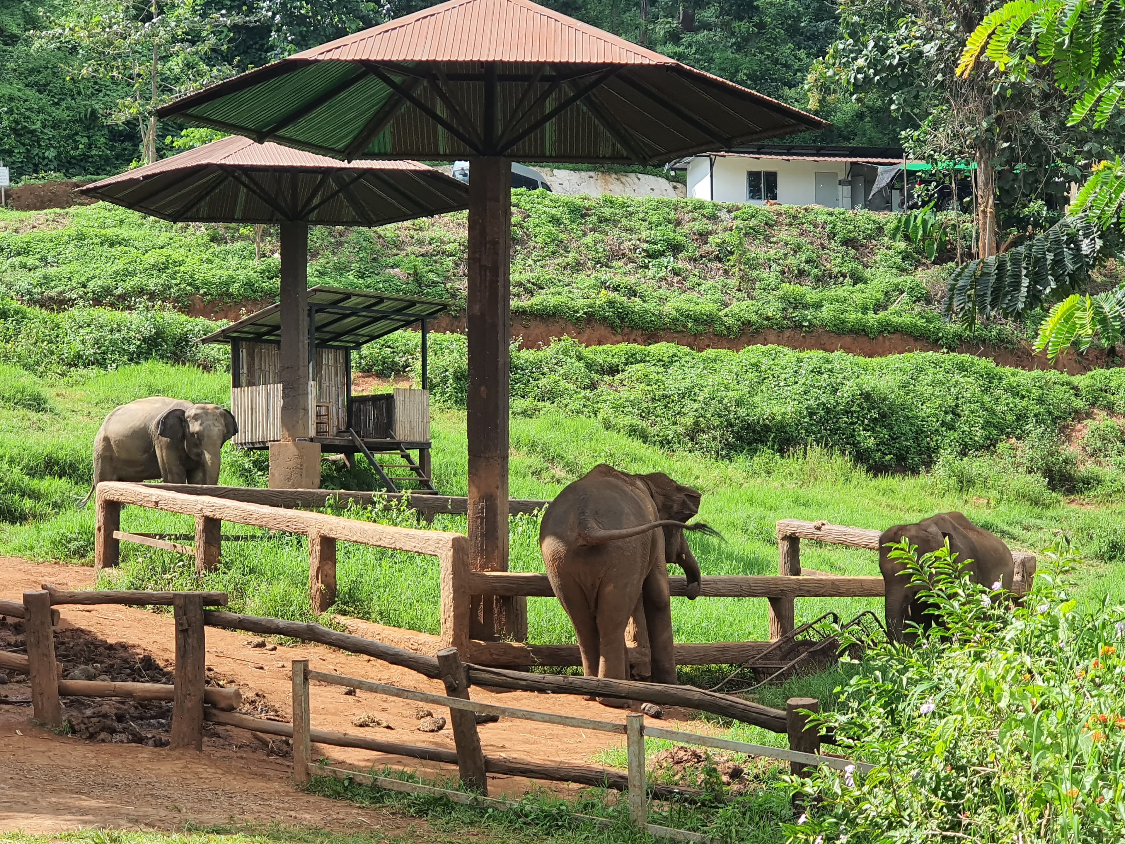 Chiang Mai Soulful Escape: Elefin Farm Elephant cafe, Cypress Lanes & Baan Kang Wat