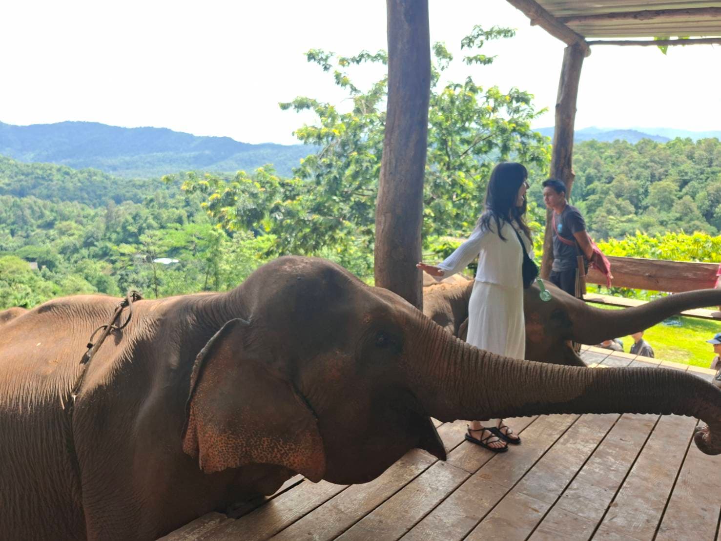 Chiang Mai Soulful Escape: Elefin Farm Elephant cafe, Cypress Lanes & Baan Kang Wat