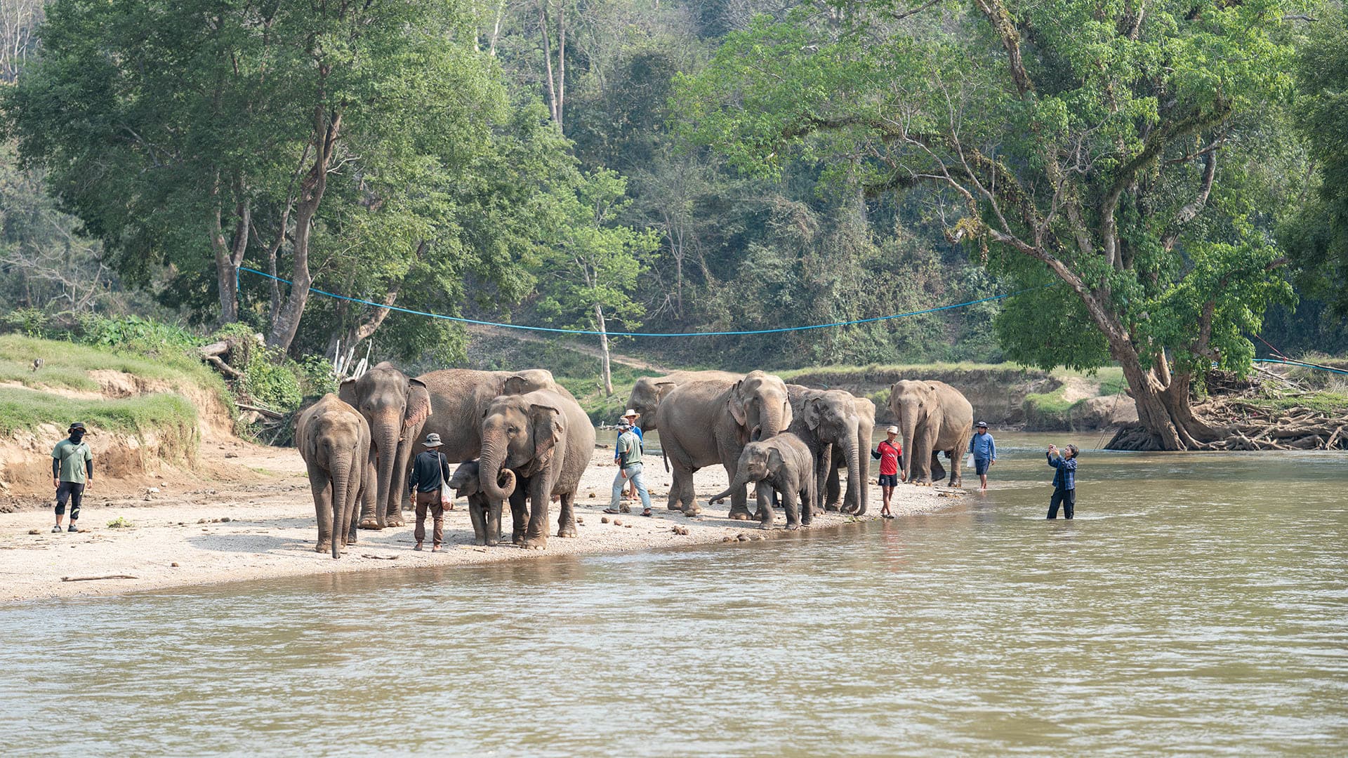 Walking with Giants Half Day at New Elephant Home