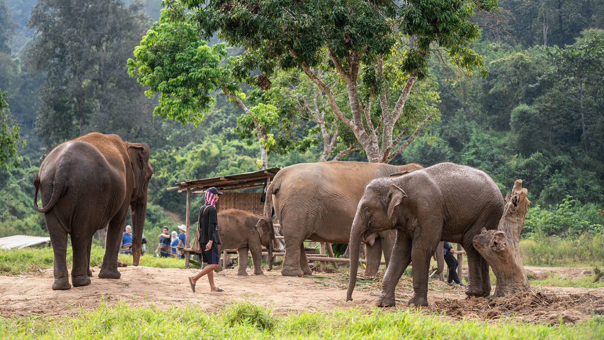 Walking with Giants Half Day at New Elephant Home