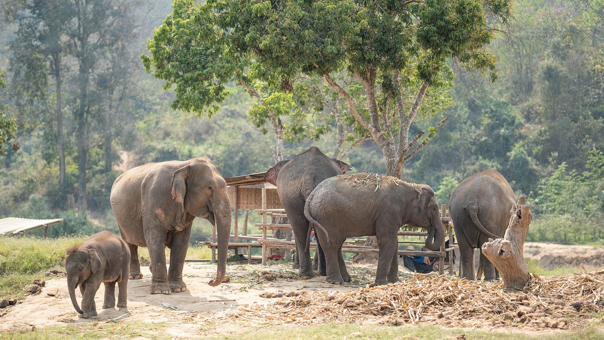 Walking with Giants Half Day at New Elephant Home