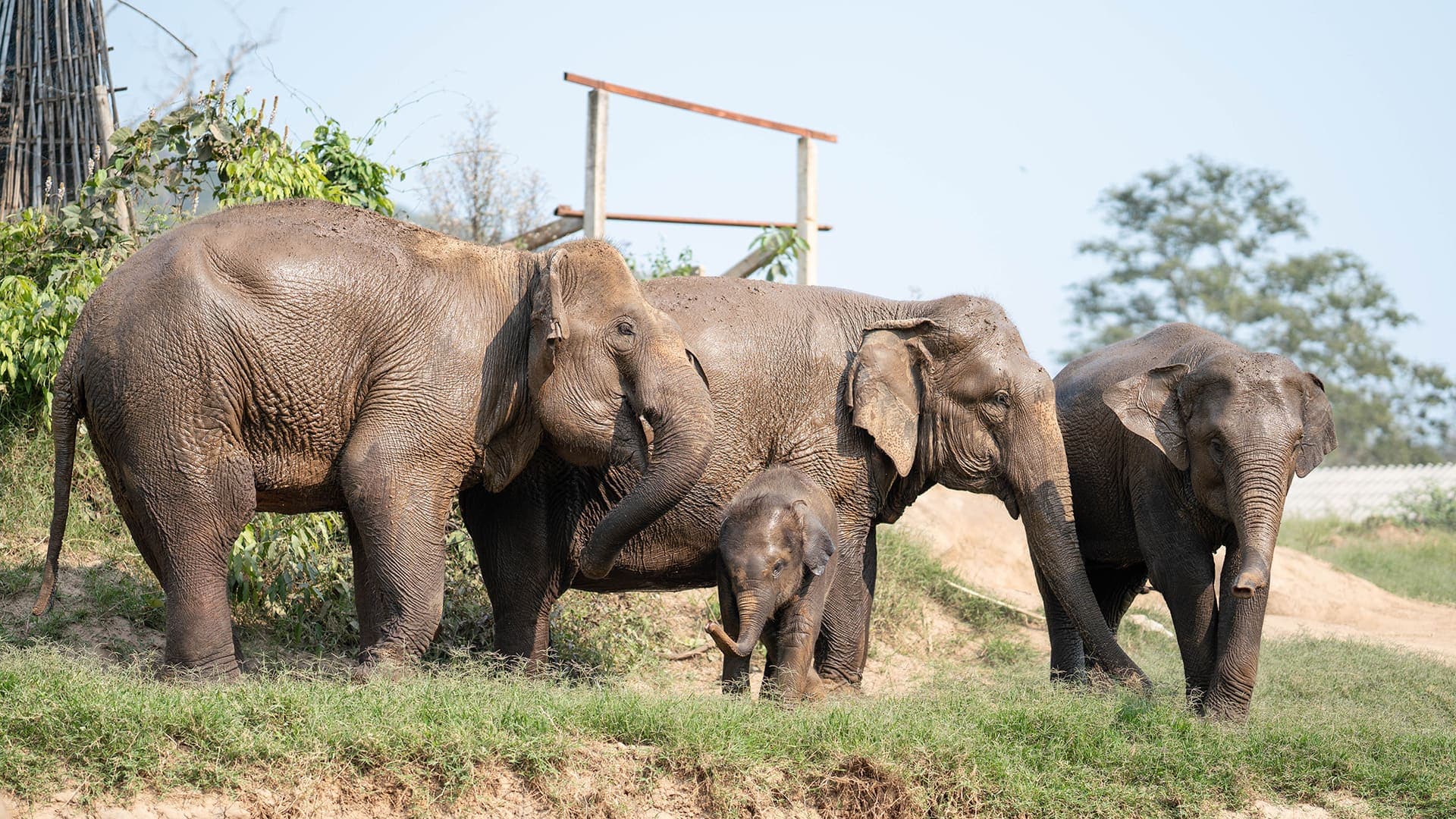 Walking with Giants Half Day at New Elephant Home