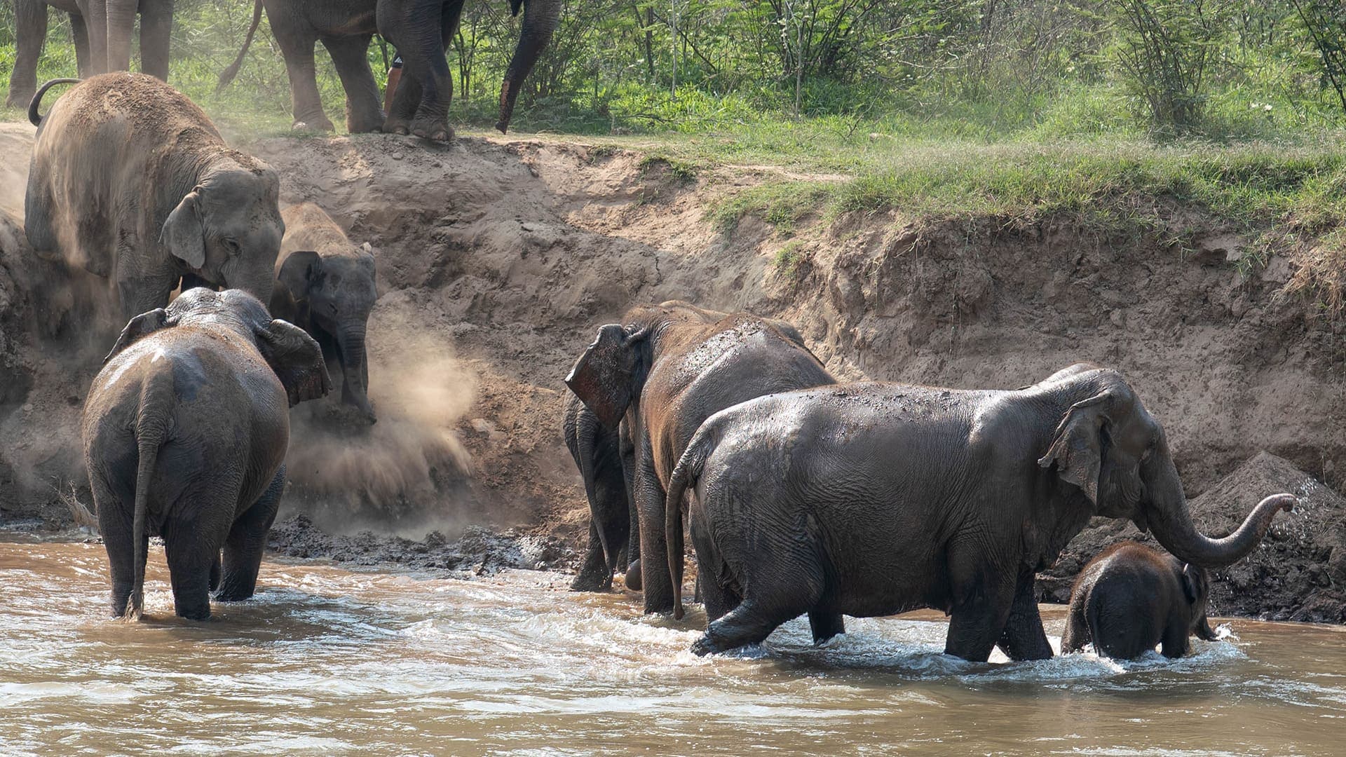 Walking with Giants Half Day at New Elephant Home