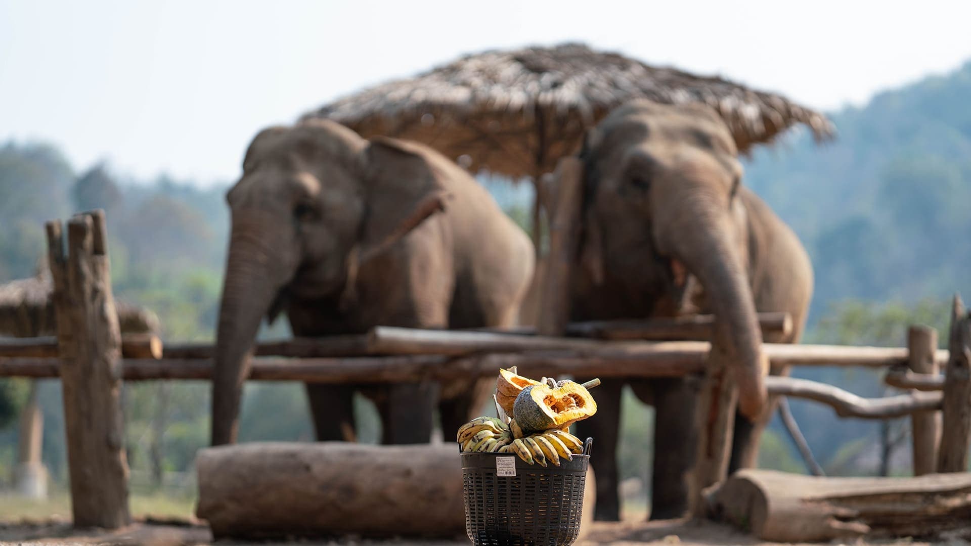Walking with Giants Half Day at New Elephant Home