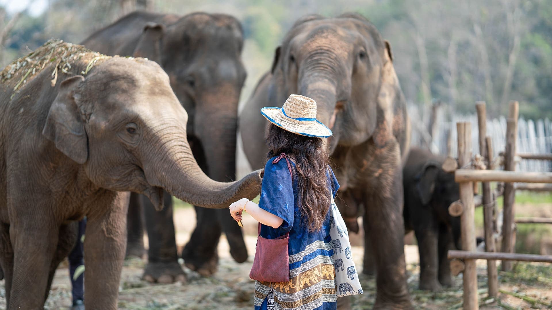 Walking with Giants Half Day at New Elephant Home