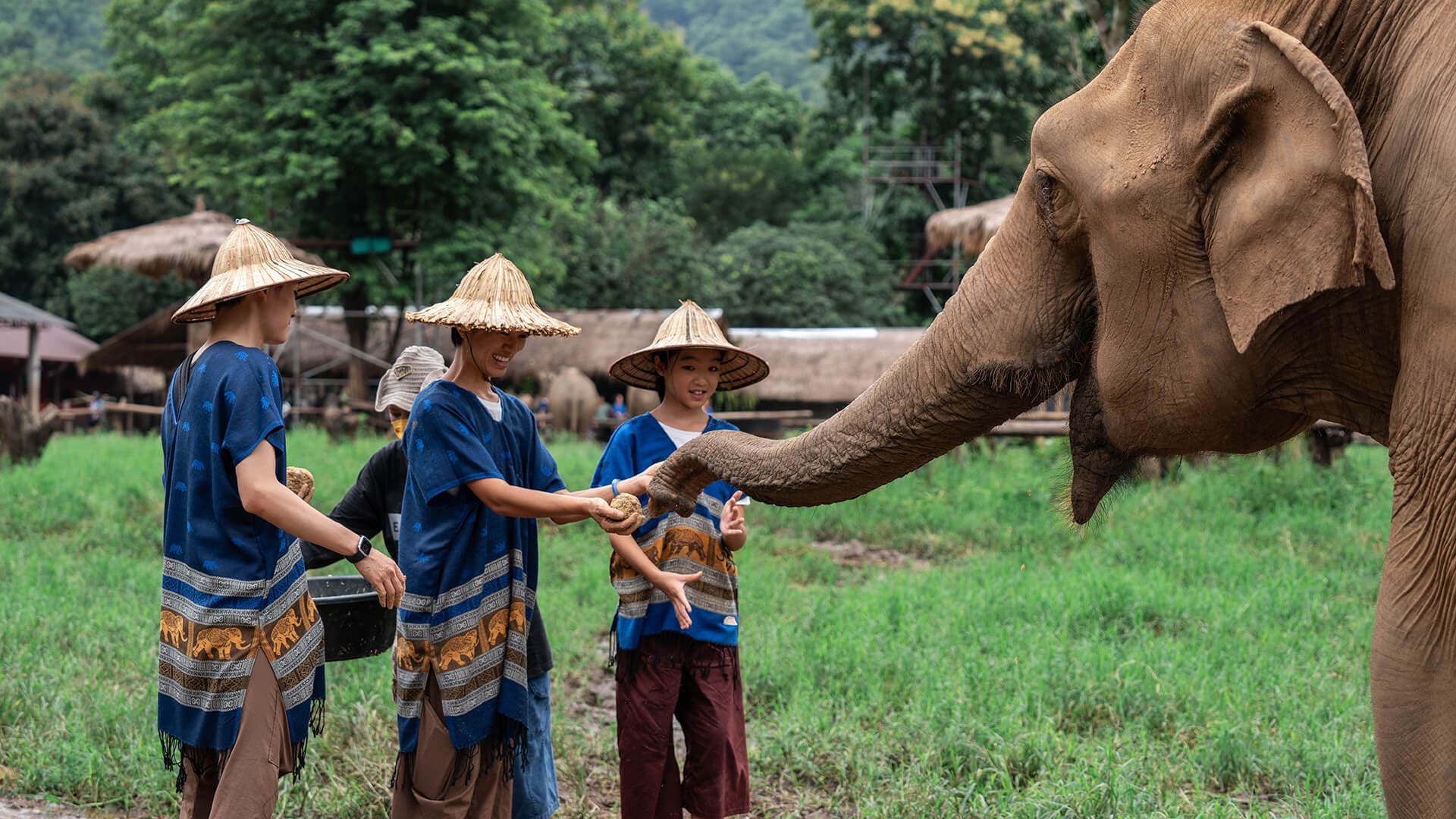 Walking with Giants Half Day at New Elephant Home